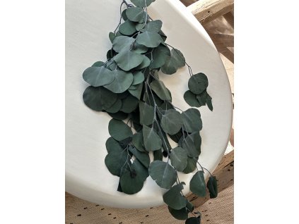 Stabilizovaný eukalyptus -svazek