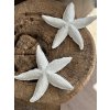 Dekorace - velká mořská hvězdice