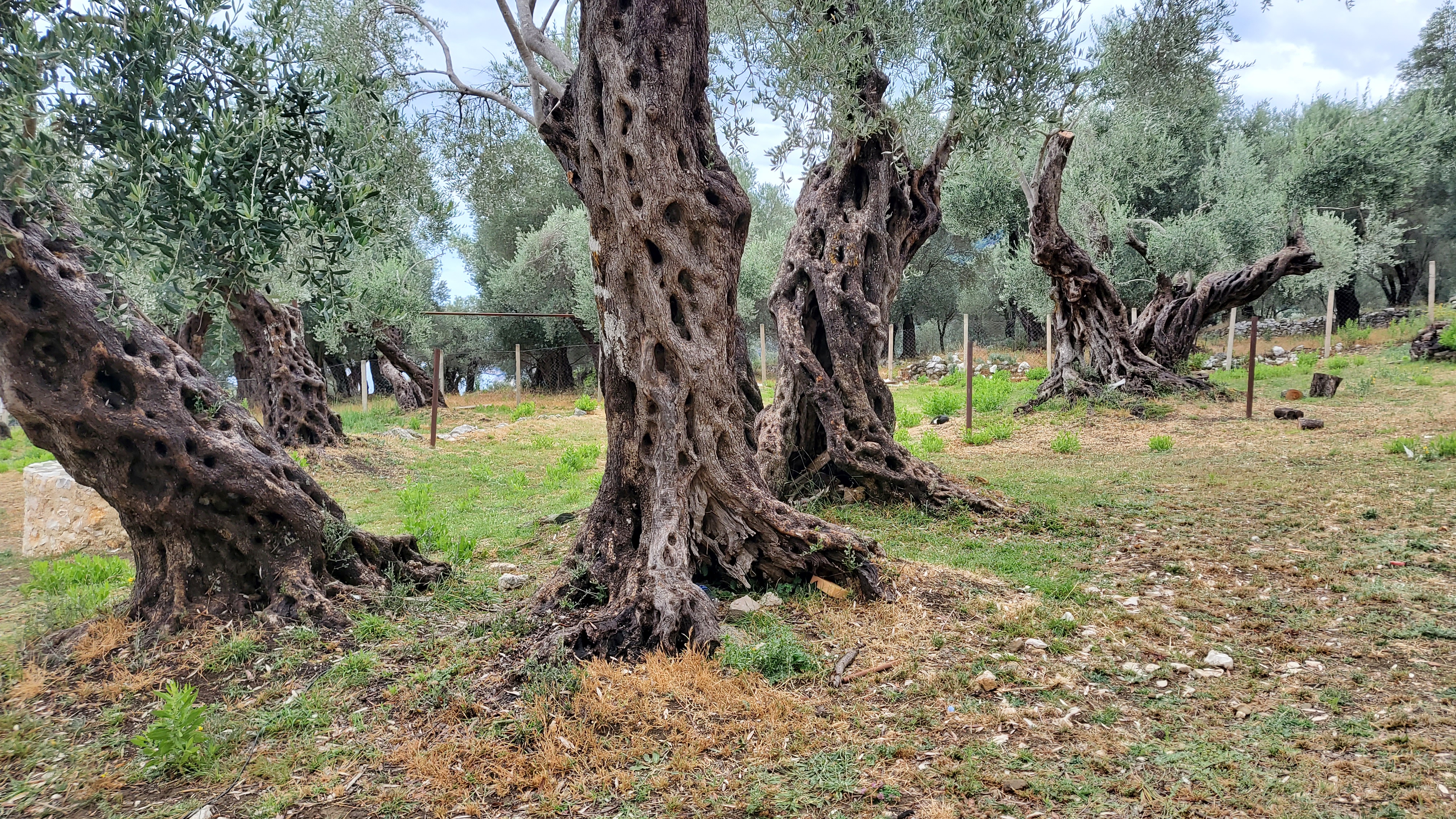 Old olive trees, Valdanos, Montenegro