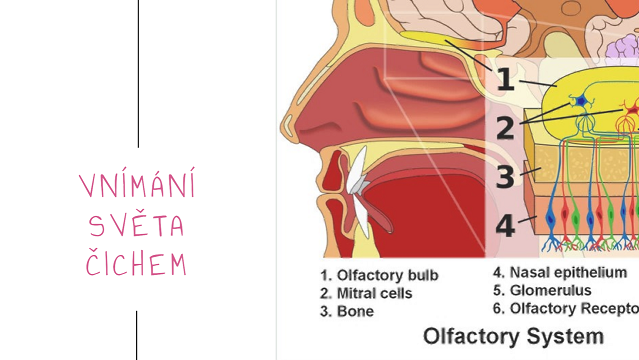 Biologie čichu: Jak naše nosy vnímají svět kolem nás.