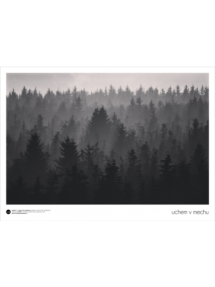 plakát v mechu celkový náhled záběr paprsků v lese marian for president