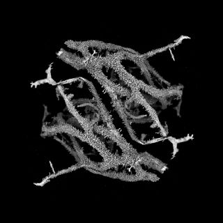 ⚫️ Společenství houby #natureisbrutal #scanning #lichen #lišejník