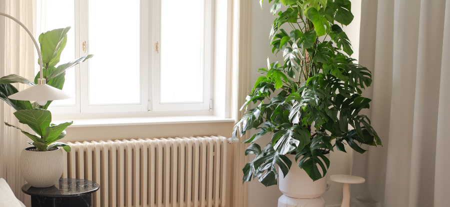 clanek_gardners_monstera