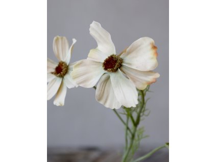 Kvet Cosmos