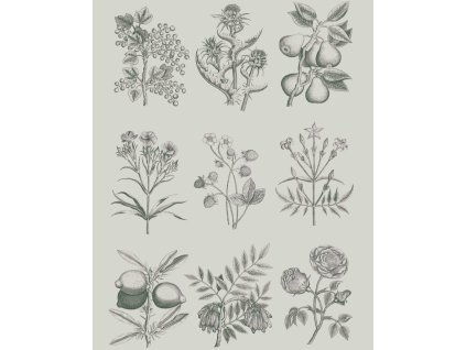 Papier na dekupáž Botanical drawings