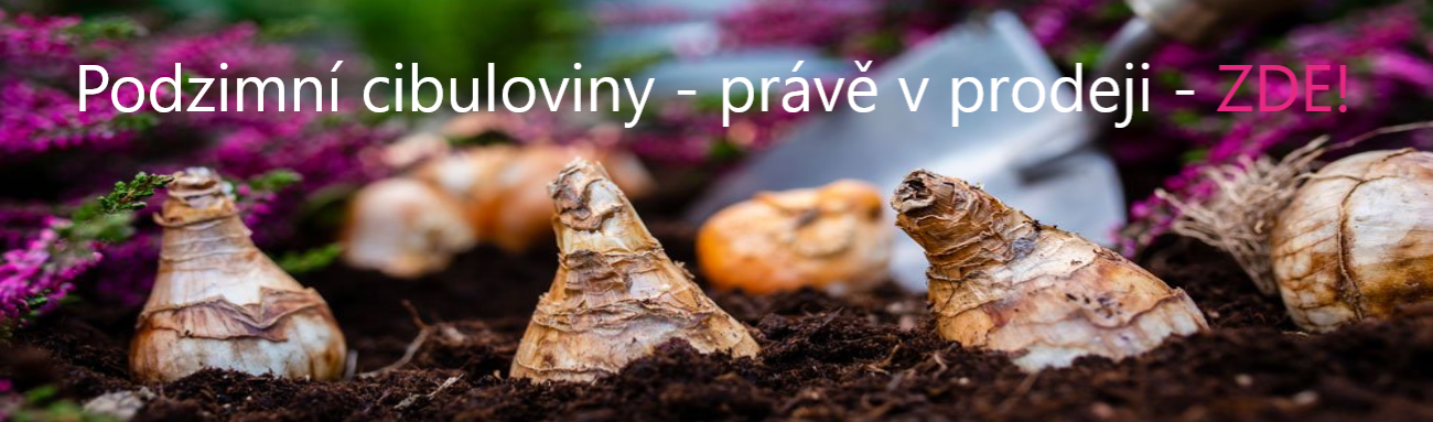 PODZIMNÍ CIBULOVINY