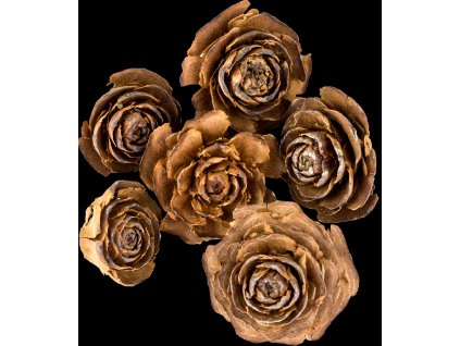 Dekorace - Cedar rose 3-5 cm 6 ks