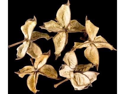 Dekorace - Cotton Flower - 5 ks