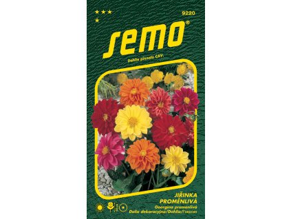 Jiřinka proměnlivá - Kompakt nízká směs 1g