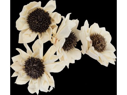Dekorace - Sola Folded Star Daisy 6 cm - 4 ks