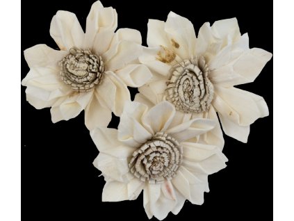 Dekorace - Sola Folded Star Protea 6 cm - 3 ks