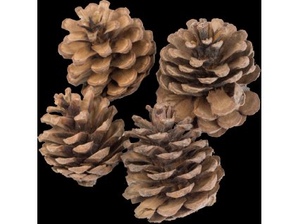Dekorace - Blue pine 4 ks