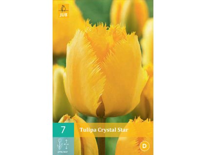 Karta - Tulipán - Crystal Star (7 cibulí) "B"