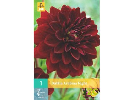 jiřina rabian night