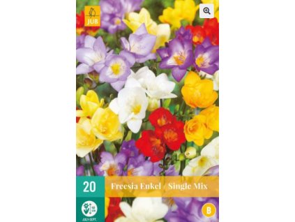 Snímek obrazovky 2025 02 25 111055