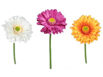 gerbera