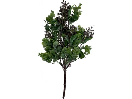 eukalyptus s bobulemi