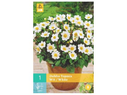 Snímek obrazovky 2024 02 01 114405