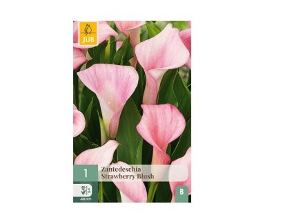 Snímek obrazovky 2026 02 18 095705