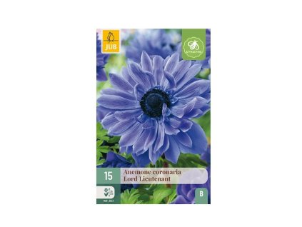 Sasanka COR. LORD LIEUTENANT (15 cibulí) "B"  Sasanka COR. LORD LIEUTENANT (15 cibulí) "B"