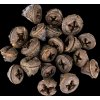 Dekorace - Eucalyptus Pod - 20 ks