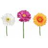 gerbera