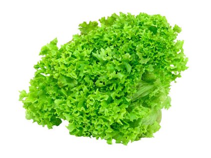 Šalát lollo biondo- SK