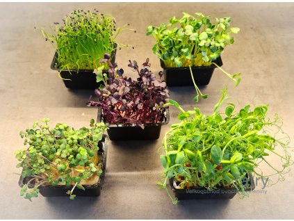 Žerucha sakura Venecresé Holandsko