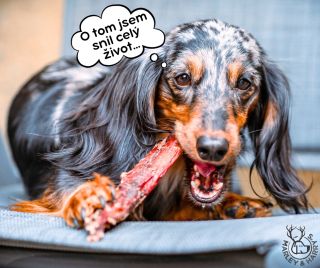 Vidíte tu blaženost? To je výraz pejska, který přesně ví, co je dobré a co chce mít ve svém životě minimálně třikrát za...