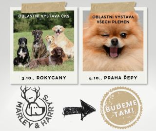 Hned dvě akce nás o víkendu čekají! Na které se uvidíme? 👉 Oblastní výstava ČKS v Rokycanech v sobotu 👉 Oblastní výstava...