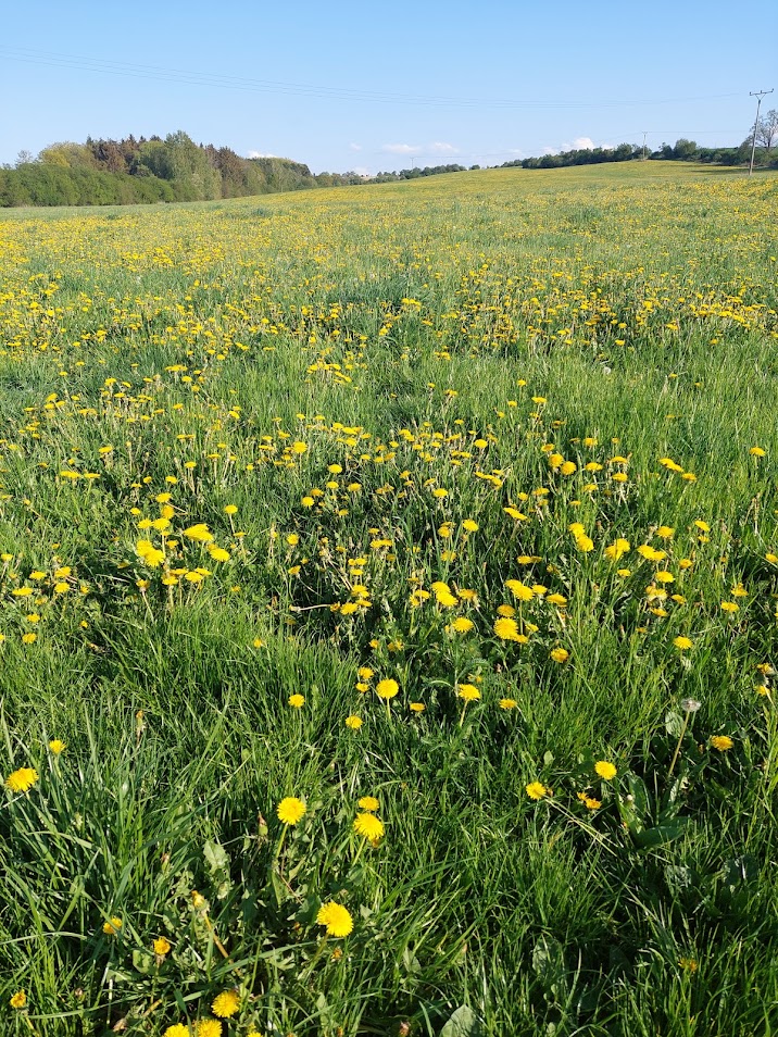 JAHODY S MARCIPÁNEM a další dobroty