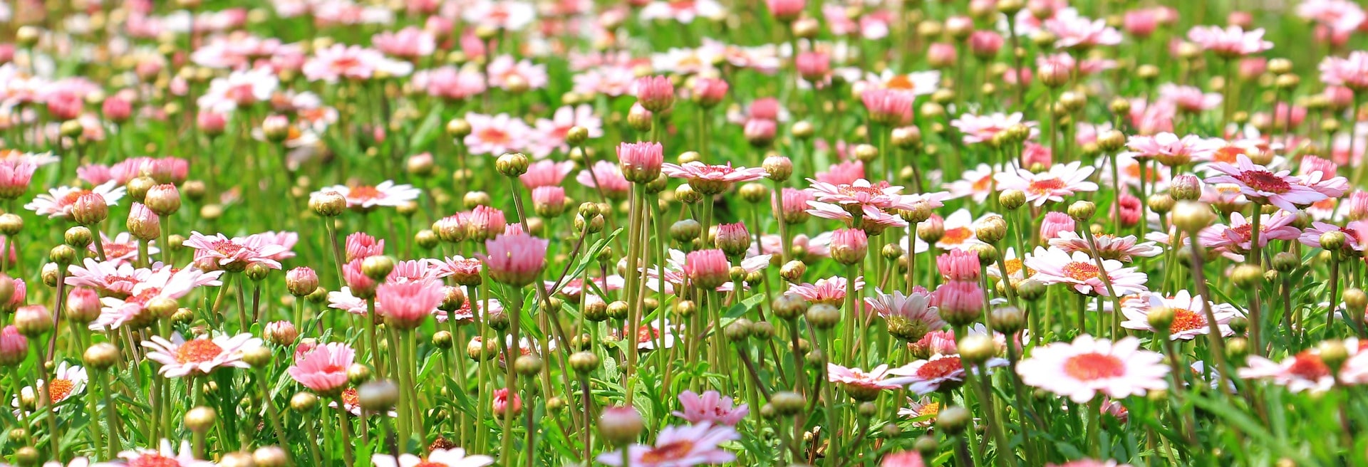 flower-meadow