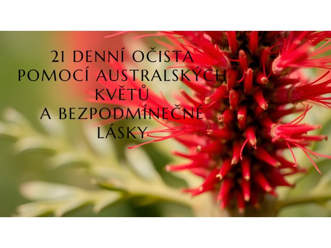 Banner web ABFE 21 denni očista