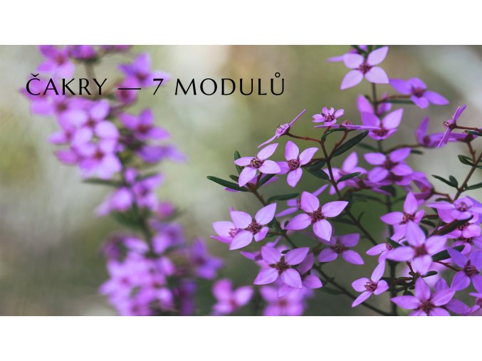 Banner web ABFE čakry 7 modulů