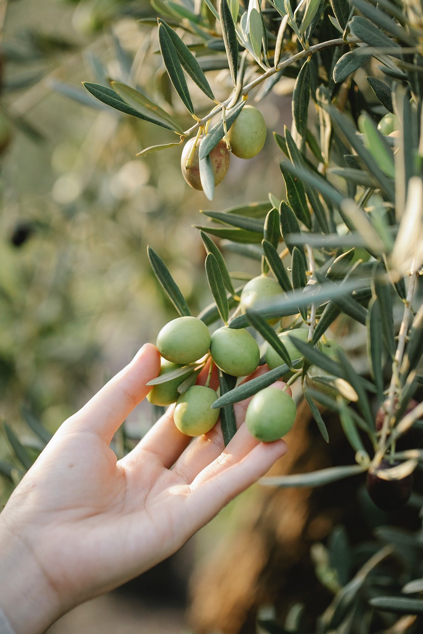 olives-6385808_1280