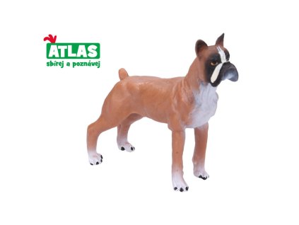boxer