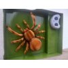 Tarantule - pavouk na dálkové ovládání 24 cm