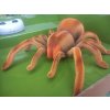 Tarantule - pavouk na dálkové ovládání 24 cm