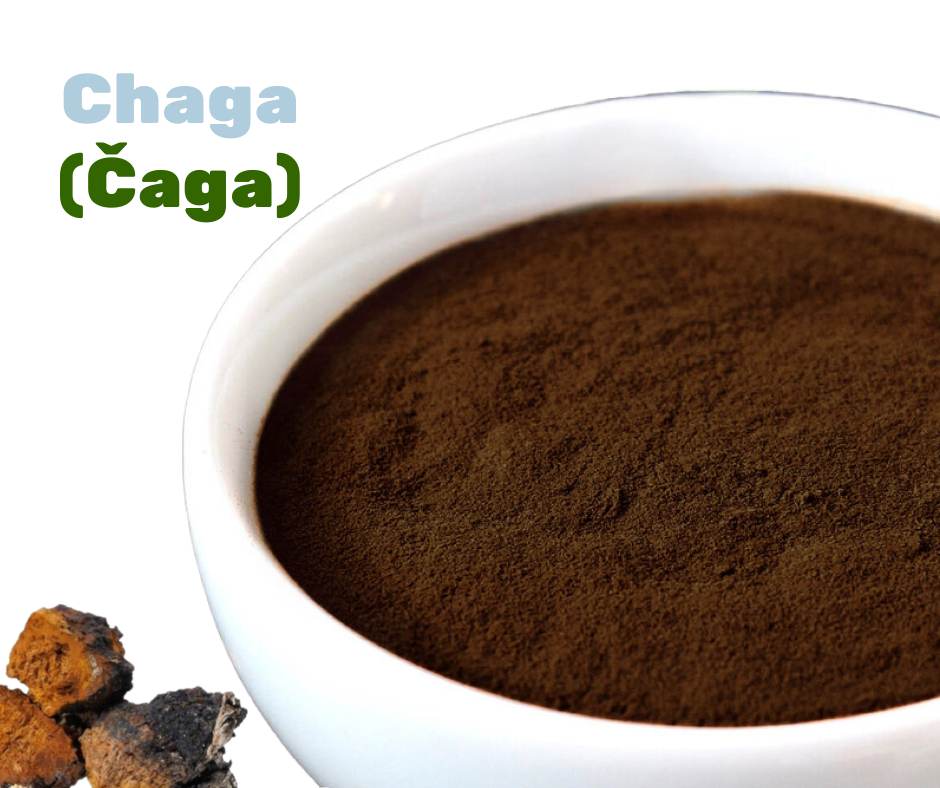 Chaga - čaga, účinky léčivé houby