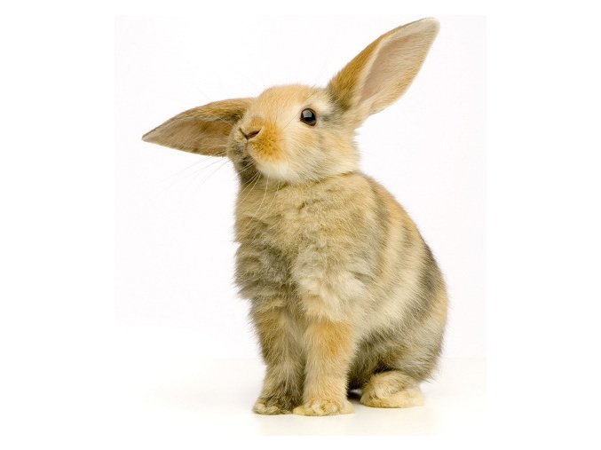 Králičí maso s kostí sekané 0,5 kg