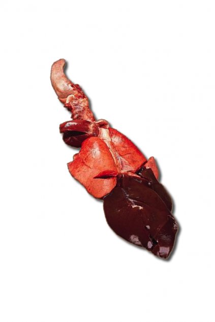 Korienok1