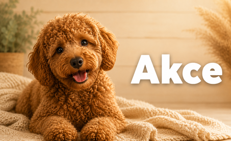 Akce
