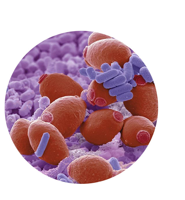 saccharomyces