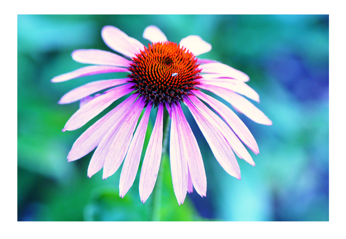 echinacea