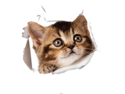 1666 nalepka na wc cat v