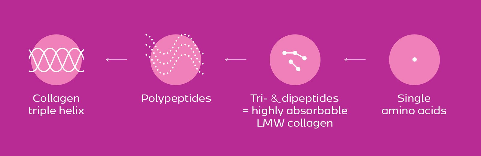 Collagen broken down to tri- and dipeptides: highly absorbable LMW collagen