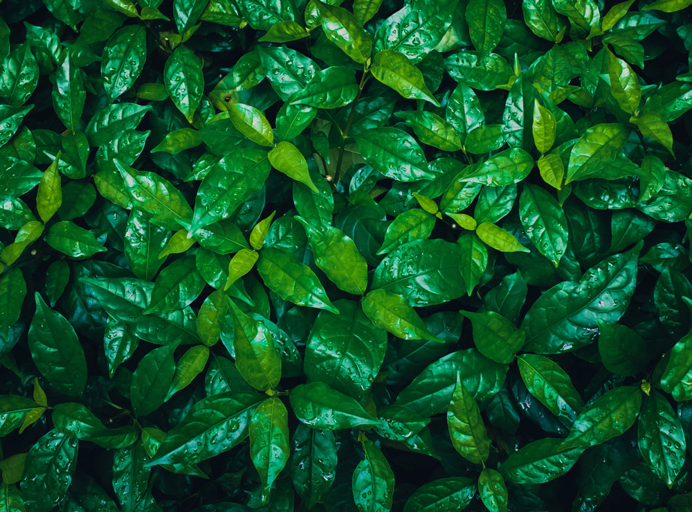 Chlorofyl účinky: Čo je chlorofyl a jeho prínosy pre zdravie