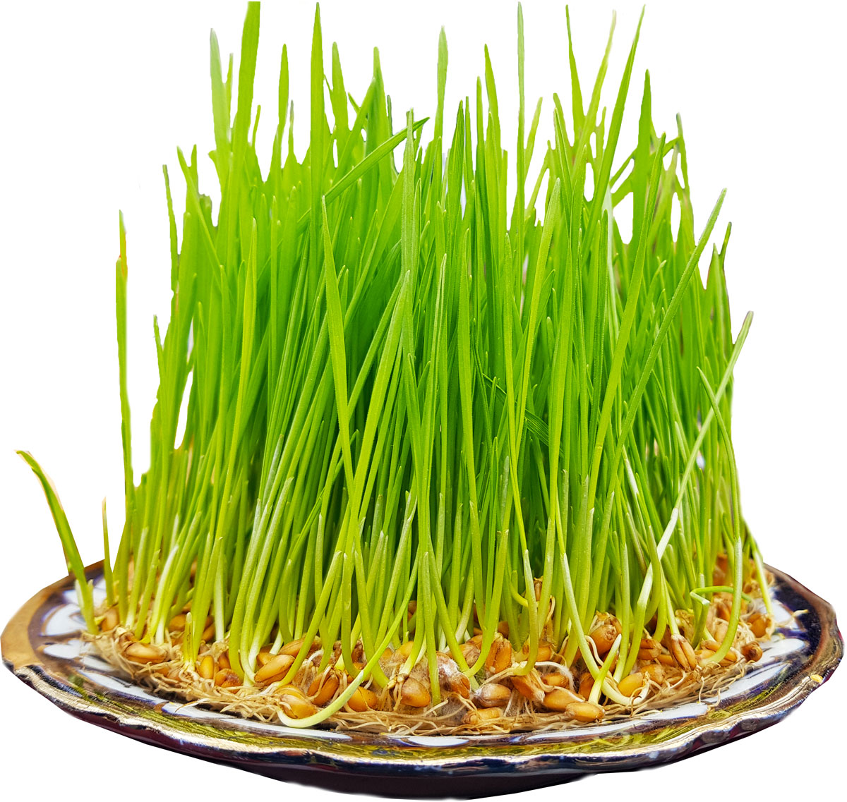 Zelený jačmeň a jeho blahodarne účinky na zdravie