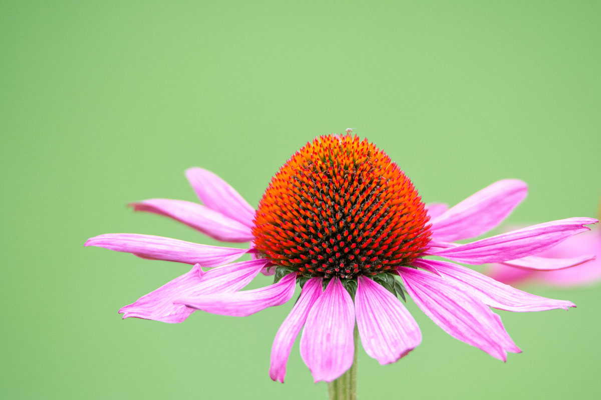 Echinacea a jej účinky na zdravie – všetko čo potrebujete vedieť