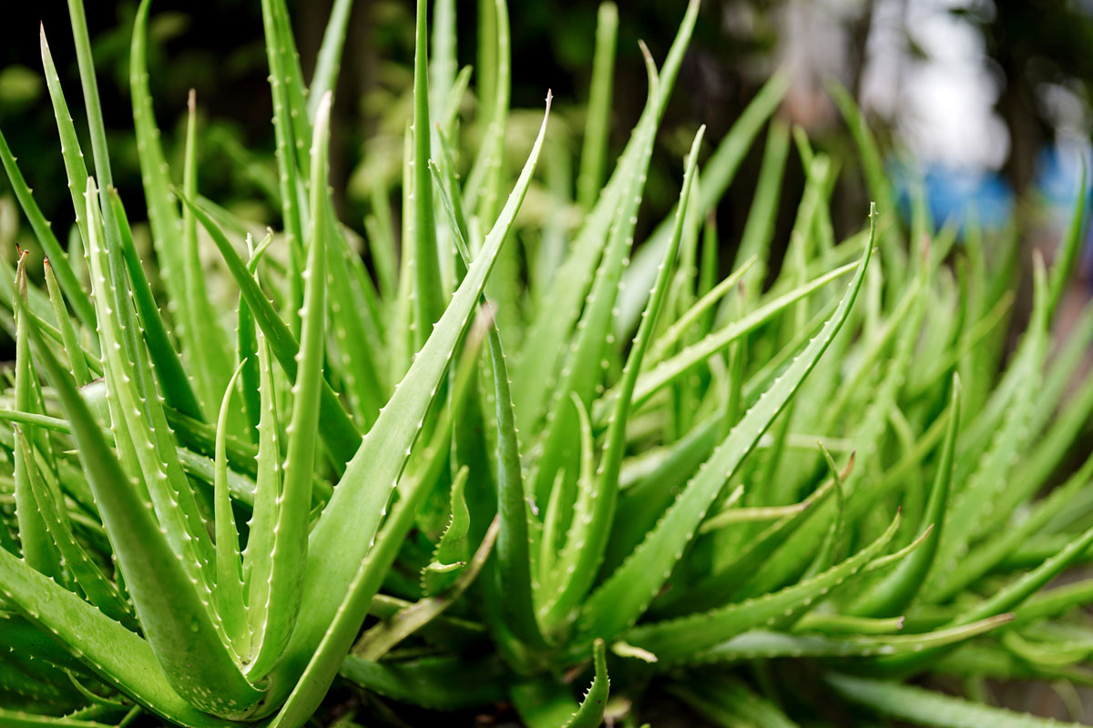 Aloe vera a jej pozitívne účinky: Všetko, čo o nich potrebujete vedieť